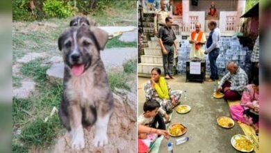 Photo of कुत्ते ने भौंक-भौंक कर बचा ली 67 लोगों की जान…
