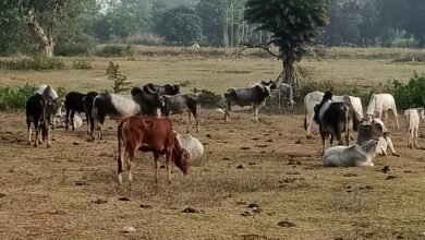 Photo of किसानों के जी का जंजाल बने अन्ना मवेशी